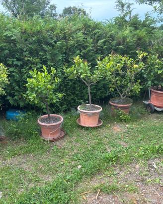 Pianta limone e mandarino cinese vecchi