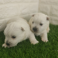 West highland con pedigree