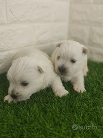 West highland con pedigree