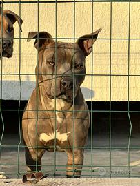 Pitbull Maschio