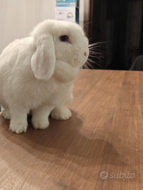 Coniglio Minilop Femmina