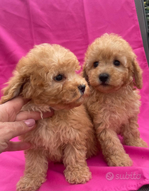 Barboncino Toy cuccioli