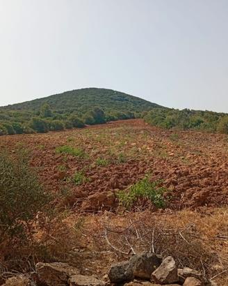 Terreno agricolo giba loc su solu