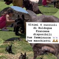 Bouledogue francese