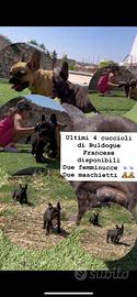 Bouledogue francese
