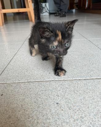 Gatto maculato 1 mese