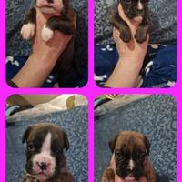 Boxer cucciole