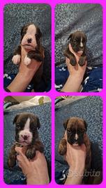 Boxer cucciole