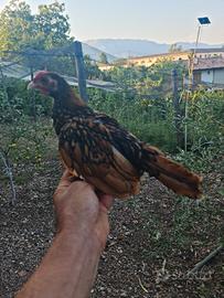 sebright ornamentali 