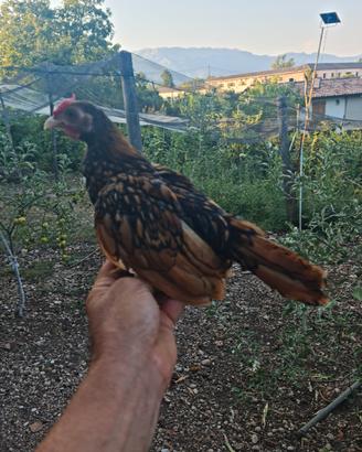 sebright ornamentali 