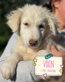 Cuccioli in adozione