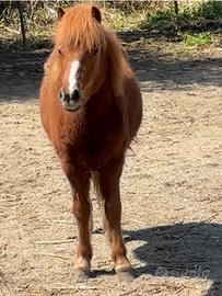 Pony femmina