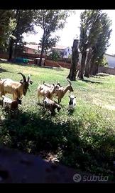 Terreno servito indipendente