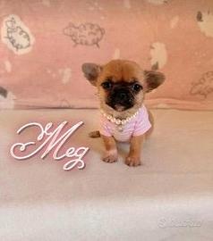 Chihuahua femmina con pedigree enci