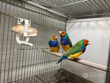 Esotici australiani - diverse varietà