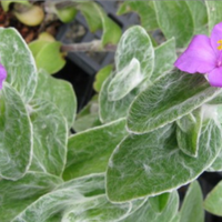 Pianta Tradescantia sillamontana