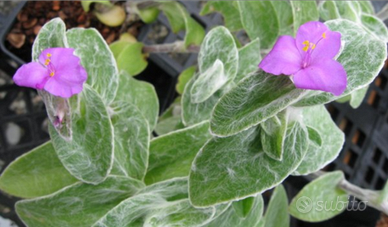 Pianta Tradescantia sillamontana