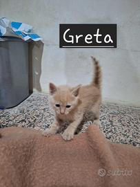 Greta gattina 2 mesi