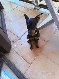 Pinscher
