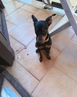 Pinscher