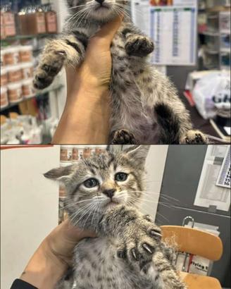 Gattine sono senza casa