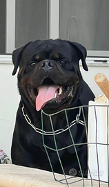 Rottweiler