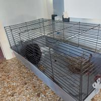 Coniglio nano