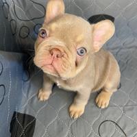 Bulldog francese esotico blu New Shade tan