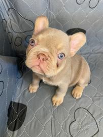 Bulldog francese esotico blu New Shade tan