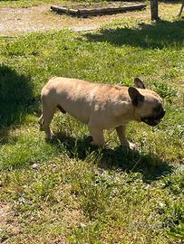 Buldog francese maschio