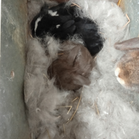 Coniglietti nani ariete