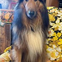 Pastore Scozzese per Accoppiamento