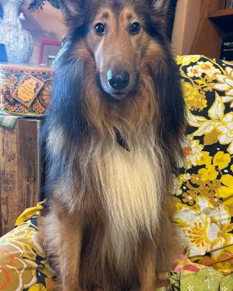 Pastore Scozzese per Accoppiamento