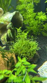 Riccia fluitans pianta acquario facile + omaggio