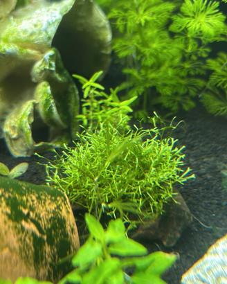 Riccia fluitans pianta acquario facile + omaggio