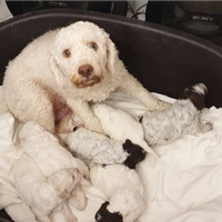 Cuccioli maschi di lagotto romagnolo