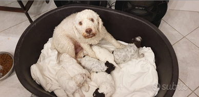 Cuccioli maschi di lagotto romagnolo