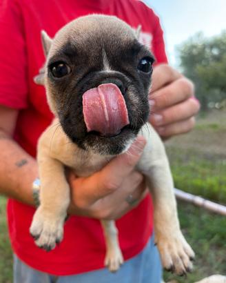 Bulldog francese