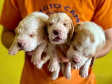 Cuccioli di bassethound