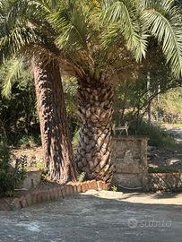 Marina di pisciotta 100 m dal mare