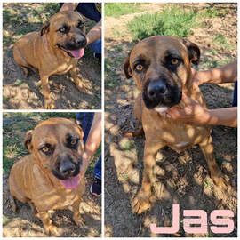 Una dolce cagnolina non riesce a trovare casa