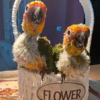 Pappagalli Conuri del Sole da Imbecco