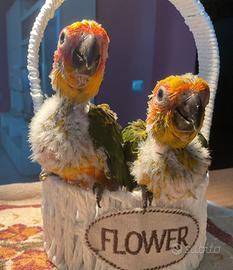 Pappagalli Conuri del Sole da Imbecco