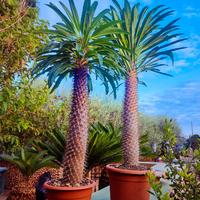 pachypodium lamerei palma del Madagascar