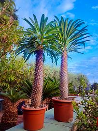 pachypodium lamerei palma del Madagascar
