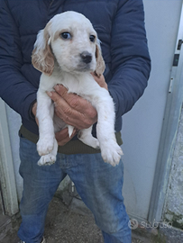 Cuccioli di Setter inglese