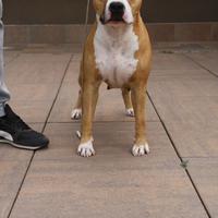 Amstaff femmina 7 anni