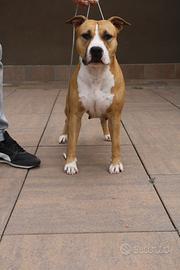 Amstaff femmina 7 anni
