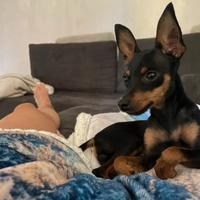 Pinscher nano