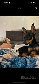 Pinscher nano